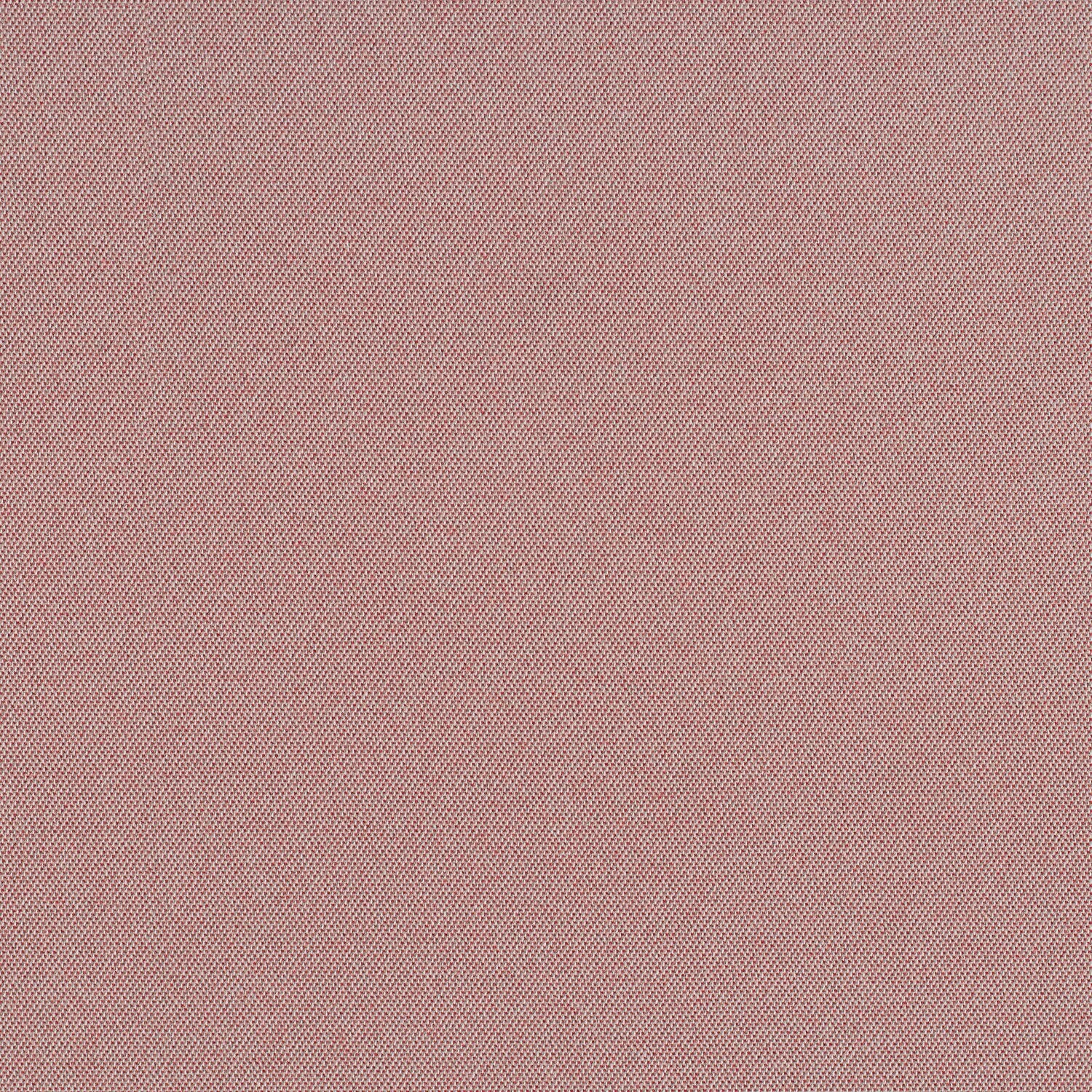 Cult Classic - Pink Flamingos - 1031 - 07