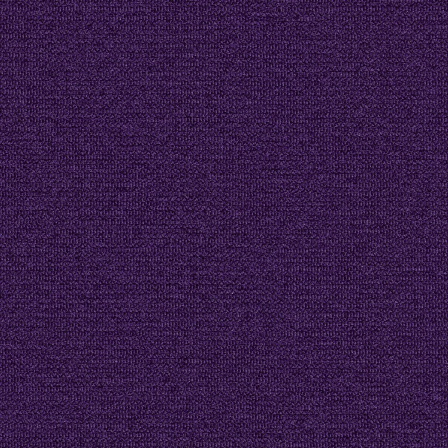Zippy - Elderberry - 2014 - 11